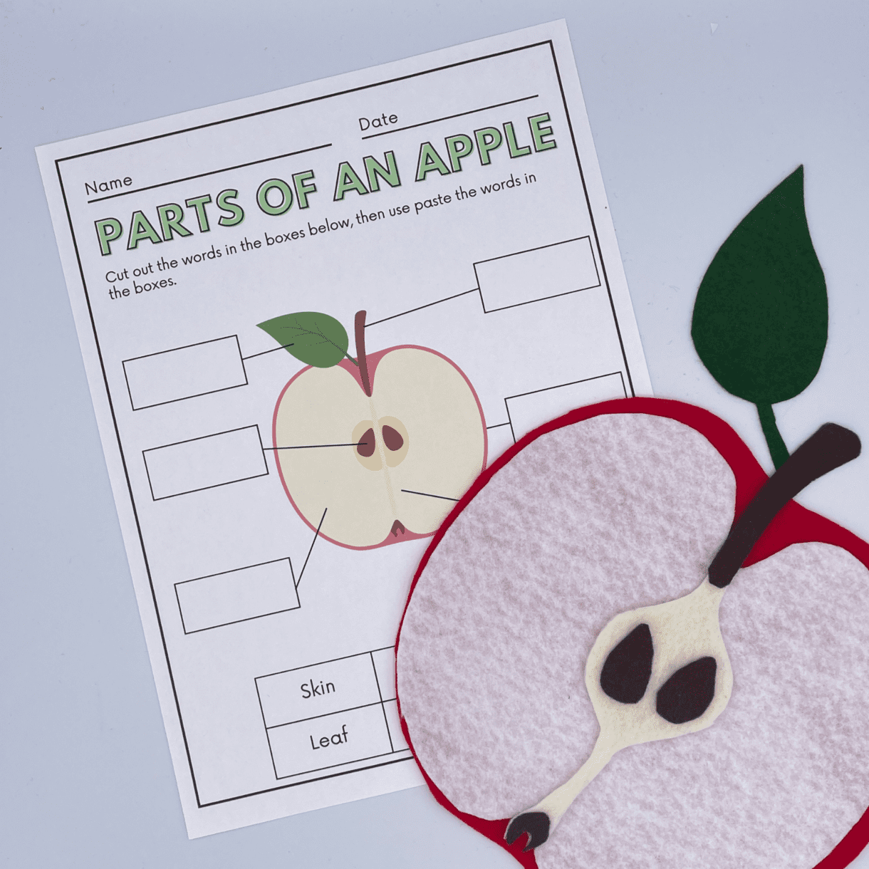 Apple Anatomy Educational Felt Pattern with Instruction & Worksheet ...
